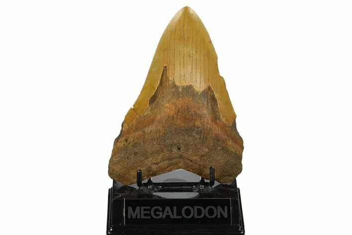 Serrated, Fossil Megalodon Tooth - North Carolina #172579